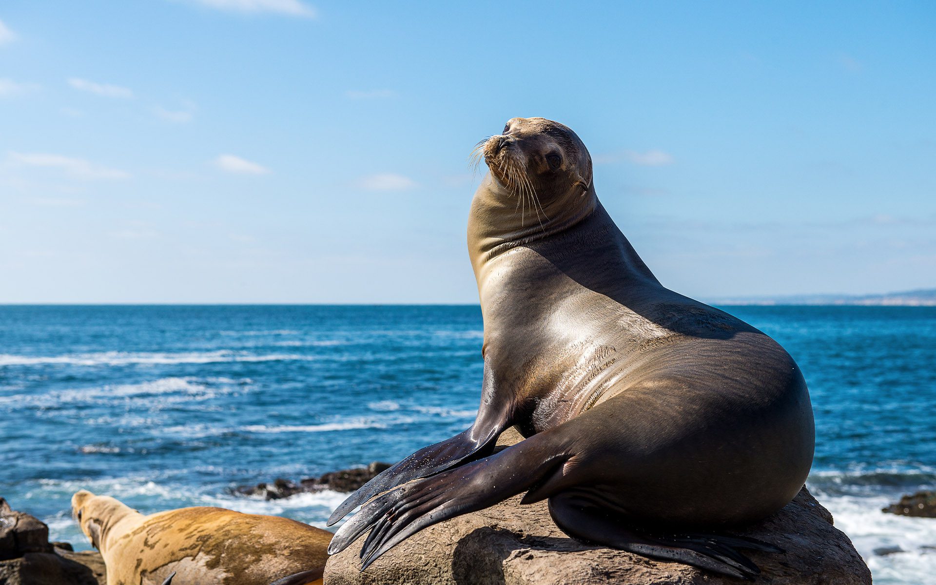 Homepage - California Sea Lion Looking Back as if He is Posing For Camera on a Sunny Day at the Beach