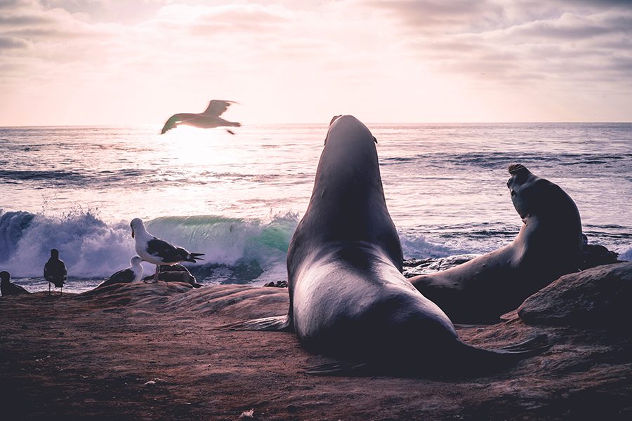 Seal Beach, CA - Seal and Sea Lion Enjoying the Sunset as a Bird Flies Over the Ocean
